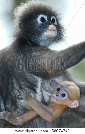 Monkey Mother And Her Baby ( Presbytis Obscura Reid ).