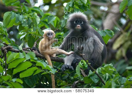 Monkey Mother And Her Baby ( Presbytis Obscura Reid ).