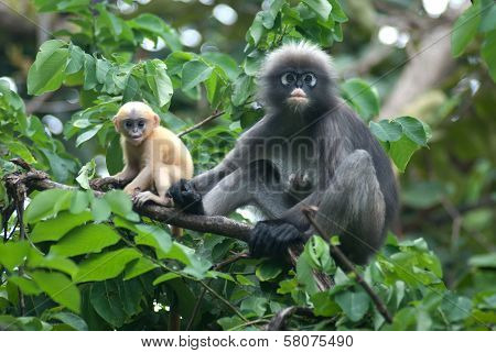 Monkey Mother And Her Baby ( Presbytis Obscura Reid ).