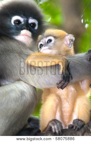 Monkey Mother And Her Baby ( Presbytis Obscura Reid ).