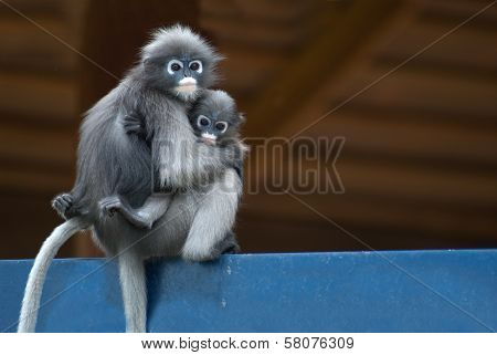 Monkey Mother And Son ( Presbytis Obscura Reid ).