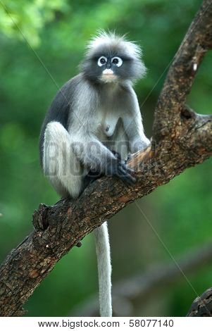 Monkey On Tree ( Presbytis Obscura Reid ) .