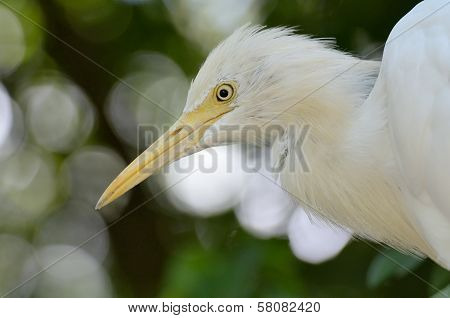 Cattle Egret