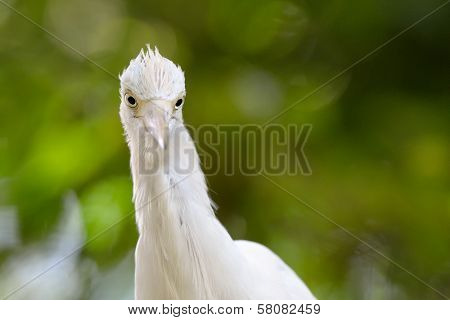 Cattle Egret