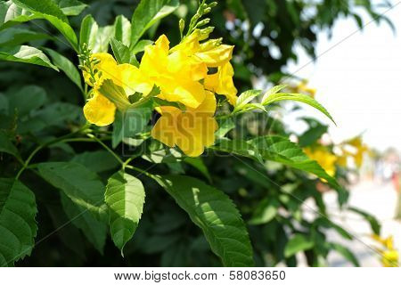 Flower