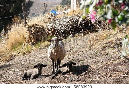 Mother Sheep with her Lambs