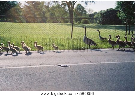 Jaywalkers