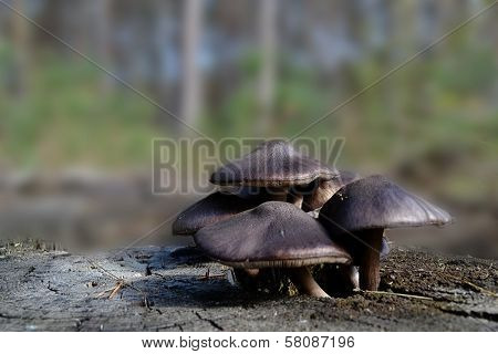 Mushrooms In The Forest