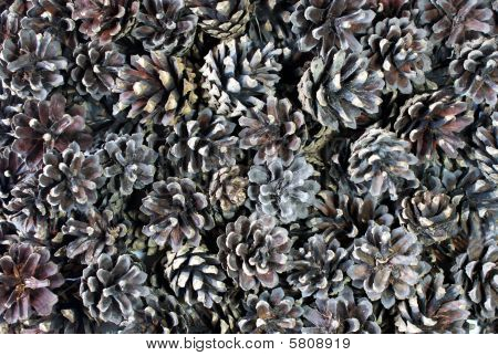 マツ円錐形の背景