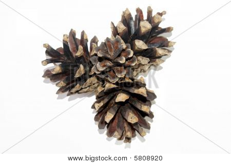 3 つのマツ円錐形