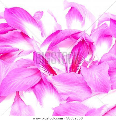 Bauhinia