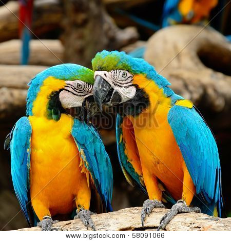 Blue And Gold Macaw