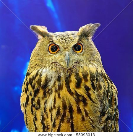 Eurasian Eagle Owl