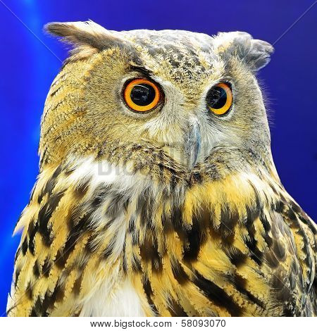 Eurasian Eagle Owl