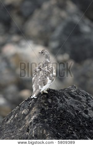 Hófajd (lagopus Mutus)