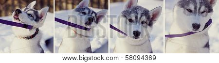 Stubborn puppy