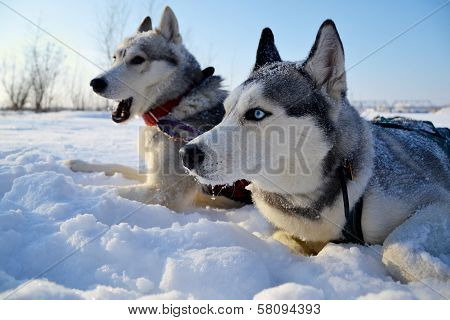 Husky sled in the snow