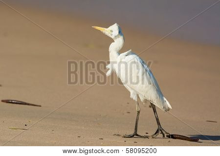 Cattle Egret In The Wind