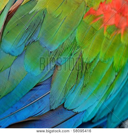 Greenwinged Macaw Feathers