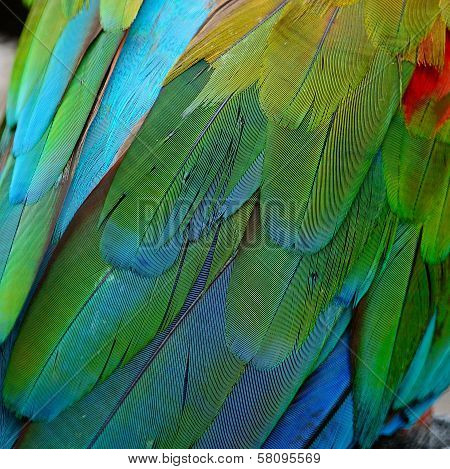Greenwinged Macaw Feathers