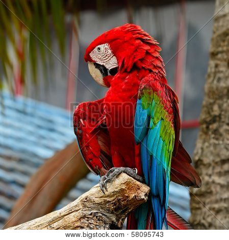 Greenwinged Macaw
