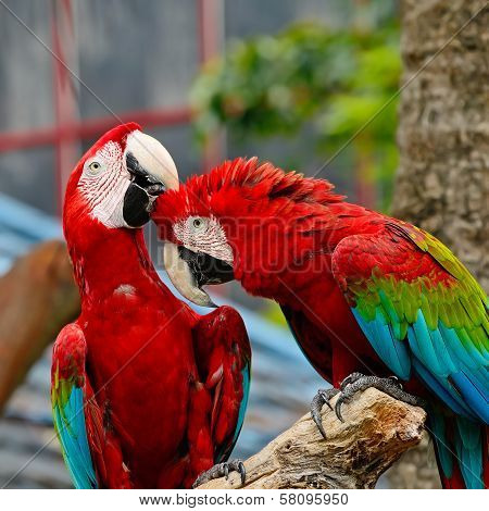 Greenwinged Macaw