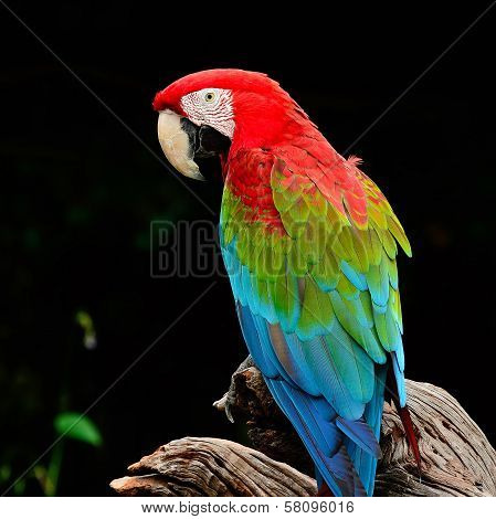 Greenwinged Macaw