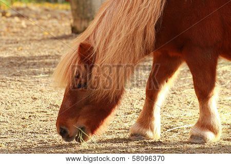 Pony