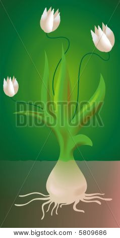 plante