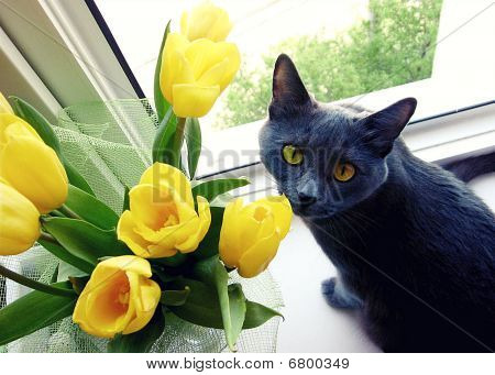 kat