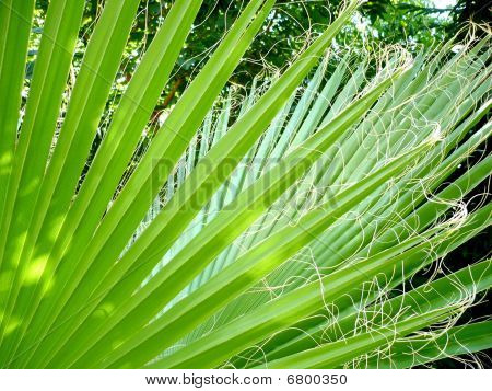 Palm
