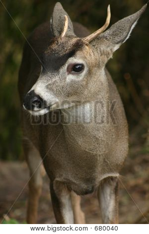 Unga rådjur Buck