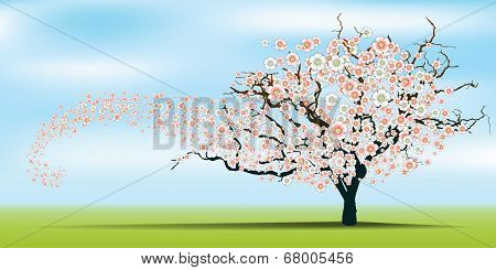 Spring wind rips cherry blossom tree.