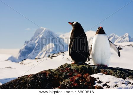 zwei Penguins träumen