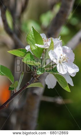 White apple flowers