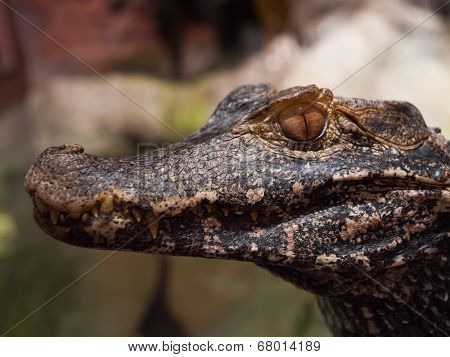 Caiman