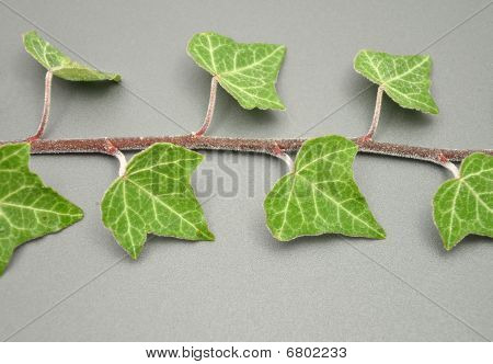 Podrobné, ale jednoduchý obrázek ledovou Ivy