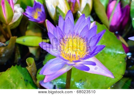 Beautiful Lotus