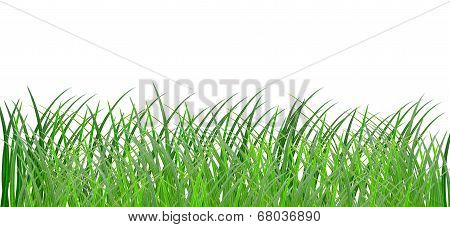 Grass