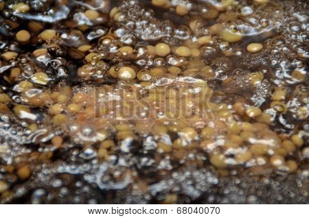 Boiled lentil