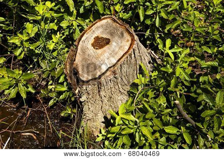 Forest Stump