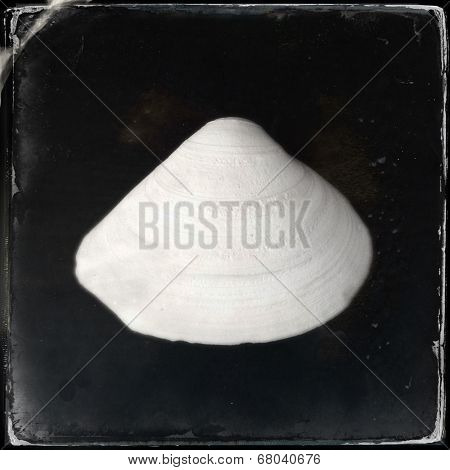 Instagram filtered image of a seashell 