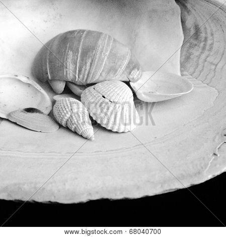 Instagram filtered black and white detail of seashells