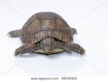 Turtle Dwells