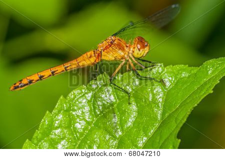 Meadowhawk Dragonfly