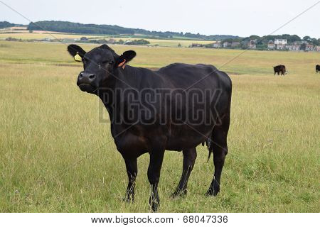 Black Cow standing in field