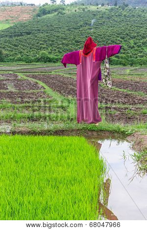 Scarecrow Lisu Jacket In Rice Field, Thailand