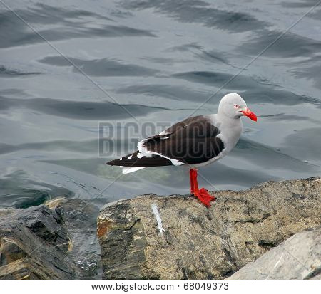 The Heermann's gull