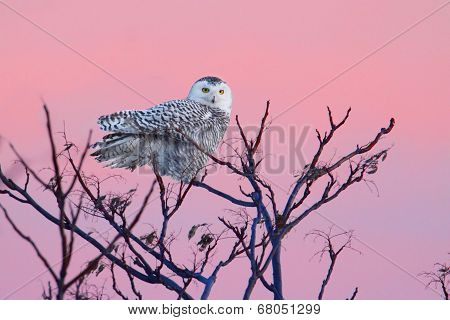 Snowy Owl (bubo Scandiacus)