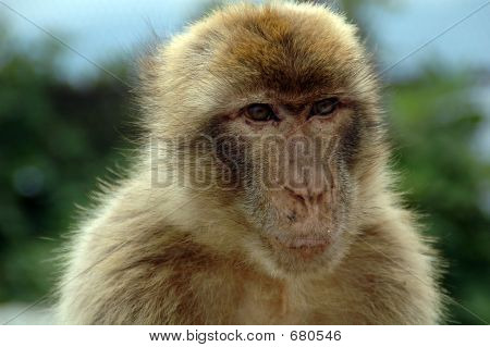 APE